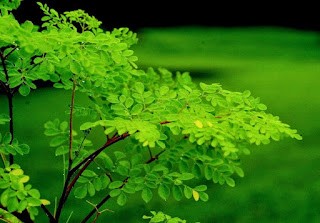 Drumstick Leaves(Murungai keerai)