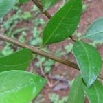 Mehandi / Henna leaves