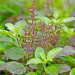 Tulsi (holy basil) leaves